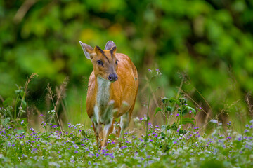 The hair on the body is brown. Have other colors mixed up He's smaller than other genus deer. Under the eyes there are clearly visible lacrimal glands.