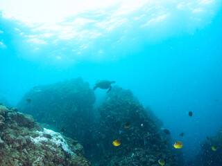 ゆったり泳ぐ美しく大きなアオウミガメ（ウミガメ科）。
英名学名：green sea turtle (Chelonia mydas)
静岡県伊豆半島賀茂郡南伊豆町中木ヒリゾ浜2024年
