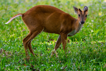 The hair on the body is brown. Have other colors mixed up He's smaller than other genus deer. Under the eyes there are clearly visible lacrimal glands.