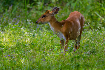 The hair on the body is brown. Have other colors mixed up He's smaller than other genus deer. Under...