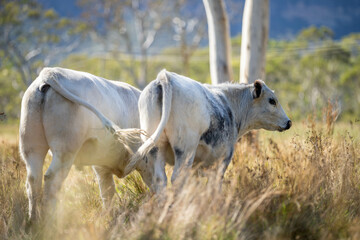 herd of cattle eating grass in a paddock on an agricultural field crop
