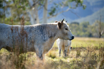 cows in a field eating grass and building soil carbon