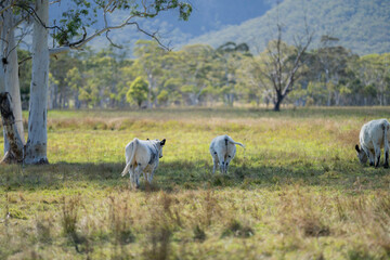 cows in a field eating grass and building soil carbon
