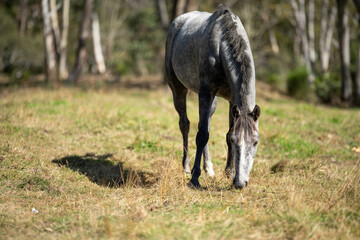 wild horse in a woodland grazing on grass eating pasture