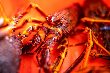 lobster fishing boat catching fish in pots and traps for the seafood industry