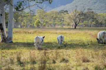 speckle park cows and bull on a farm eating grass and living free range