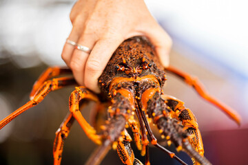 lobster fishing boat catching fish in pots and traps for the seafood industry