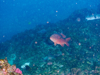 Fototapeta premium 美しく大きなスジアラ（ハタ科）。 英名学名：Red-spotted rockcod, Blue spotted grouper, Plectropomus leopardus, 静岡県伊豆半島賀茂郡南伊豆町中木ヒリゾ浜2024年 