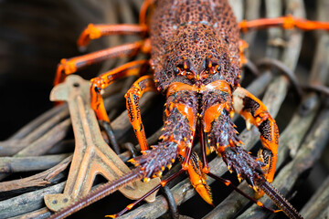 lobster fishing boat catching fish in pots and traps for the seafood industry