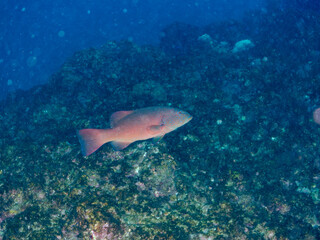 美しく大きなスジアラ（ハタ科）。
英名学名：Red-spotted rockcod, Blue spotted grouper, Plectropomus leopardus,
静岡県伊豆半島賀茂郡南伊豆町中木ヒリゾ浜2024年

