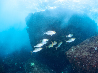 キビナゴの大群を襲う迫力あるカンパチ（アジ科）の群れ。
英名学名：Greater Amberjack (Seriola dumerili)
Silver-Stripe Round Herrings (Spratelloides gracilis)
静岡県伊豆半島賀茂郡南伊豆町中木ヒリゾ浜2024年
