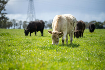 sustainable farming in agriculture for the future with livestock and cows