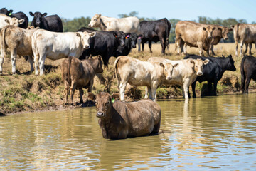 Beef cows and calves grazing on grass on a beef cattle farm in  Australia. breeds include murray...