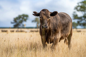 Beef cows and calves grazing on grass on a beef cattle farm in  Australia. breeds include murray...