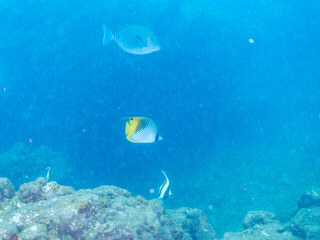 美しいトゲチョウチョウウオ（チョウチョウオ科）他。
英名学名：Threadfin Butterflyfish (Chaetodon Auriga)
美しいツノダシ（ツノダシ科）他。
英名学名：Moorish Idol (Zanclus cornutus)
静岡県伊豆半島賀茂郡南伊豆町中木ヒリゾ浜2024年

