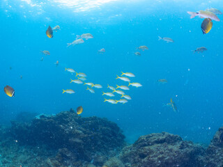 美しいアカヒメジ（ヒメジ科）他の群れ。
英名学名：Yellowfin goatfish (Mulloidichthys vanicolensis),.
美しいチョウチョウウオ（チョウチョウウオ科）の群れ他。
英名学名：Oriental ButterflyFish (Chaetodon aurites)
静岡県伊豆半島賀茂郡南伊豆町中木ヒリゾ浜2024年

