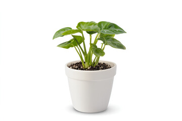 A small monstera deliciosa plant thrives in its new home planting tips and care instructions