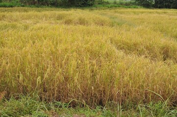 rice field in the countryside