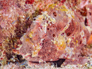 エスカ（触手）を振って魚を呼び寄せて狩る、巨大なオオモンカエルアンコウ（カエルアンコウ科）。
英名学名：Giant Frogfish, Antennarius commersoni
自分よりも大きな獲物でも、１０倍に広がる大きな口で丸呑みにする。
その速度は0.0001秒。生物界最速のハンターである。

静岡県伊豆半島賀茂郡南伊豆町中木ヒリゾ浜2024年
