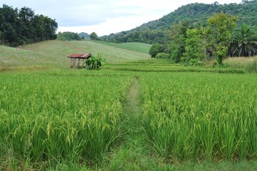 Fototapeta premium rice field in the countryside