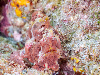 エスカ（触手）を振って魚を呼び寄せて狩る、巨大なオオモンカエルアンコウ（カエルアンコウ科）。
英名学名：Giant Frogfish, Antennarius commersoni
自分よりも大きな獲物でも、１０倍に広がる大きな口で丸呑みにする。
その速度は0.0001秒。生物界最速のハンターである。

静岡県伊豆半島賀茂郡南伊豆町中木ヒリゾ浜2024年
