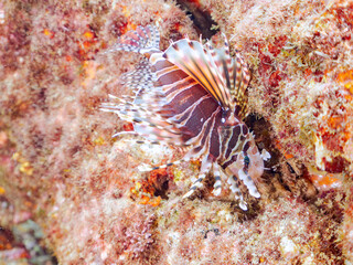 広げた羽根が美しいキリンミノ（フサカサゴ科）。
英名学名：Zebra turkeyfish (Dendrochirus zebra)
静岡県伊豆半島賀茂郡南伊豆町中木ヒリゾ浜2024年

