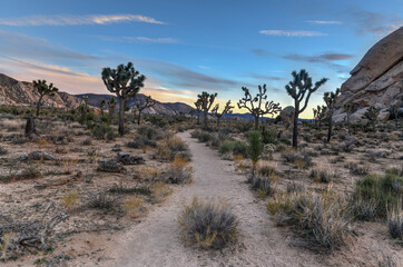 Joshua Tree National Park
