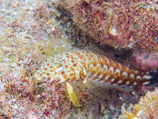 美しいワヌケトラギス（トラギス科）。
英名学名：Black dotted sand perch, Parapercis millepunctata
静岡県伊豆半島賀茂郡南伊豆町中木ヒリゾ浜2024年
