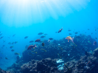 美しいメジナ（イスズミ科）、ホウライヒメジ（ヒメジ科）、チョウチョウウオ（チョウチョウウオ科）他の群れ。
英名学名：Largescale Blackfish (Girella punctata), Whitesaddle goatfish (Parupeneus ciliatus), Oriental ButterflyFish (Chaetodon aurites)
中木ヒリゾ浜2024年
