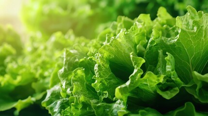 Close-up of fresh leafy vegetable sprouts in natural sunlight, showcasing healthy green tones 