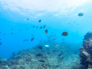 美しいメジナ（イスズミ科）、ホウライヒメジ（ヒメジ科）、チョウチョウウオ（チョウチョウウオ科）他の群れ。
英名学名：Largescale Blackfish (Girella punctata), Whitesaddle goatfish (Parupeneus ciliatus), Oriental ButterflyFish (Chaetodon aurites)
中木ヒリゾ浜2024年
