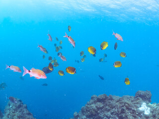 Fototapeta premium 美しいメジナ（イスズミ科）、ホウライヒメジ（ヒメジ科）、チョウチョウウオ（チョウチョウウオ科）他の群れ。 英名学名：Largescale Blackfish (Girella punctata), Whitesaddle goatfish (Parupeneus ciliatus), Oriental ButterflyFish (Chaetodon aurites) 中木ヒリゾ浜2024年 