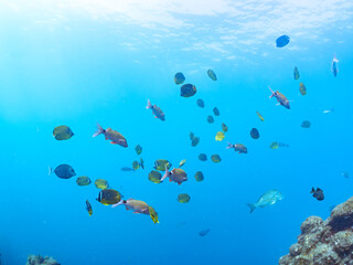 美しいメジナ（イスズミ科）、ホウライヒメジ（ヒメジ科）、チョウチョウウオ（チョウチョウウオ科）他の群れ。
英名学名：Largescale Blackfish (Girella punctata), Whitesaddle goatfish (Parupeneus ciliatus), Oriental ButterflyFish (Chaetodon aurites)
中木ヒリゾ浜2024年
