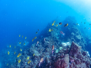 美しいメジナ（イスズミ科）、ホウライヒメジ（ヒメジ科）、チョウチョウウオ（チョウチョウウオ科）他の群れ。
英名学名：Largescale Blackfish (Girella punctata), Whitesaddle goatfish (Parupeneus ciliatus), Oriental ButterflyFish (Chaetodon aurites)
中木ヒリゾ浜2024年
