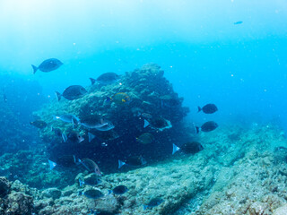 美しいニセカンランハギ、ニザダイ（ニザダイ科）他の群れ。
英名学名：Pencil surgeonfish (Acanthurus dussumieri)
Sawtail (Prionurus scalprum)
静岡県伊豆半島賀茂郡南伊豆町中木ヒリゾ浜2024年
