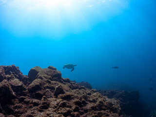 ゆったり泳ぐ美しく大きなアオウミガメ（ウミガメ科）。
英名学名：green sea turtle (Chelonia mydas)
静岡県伊豆半島賀茂郡南伊豆町中木ヒリゾ浜2024年
