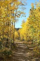 Obraz premium Path through Trees in the Fall