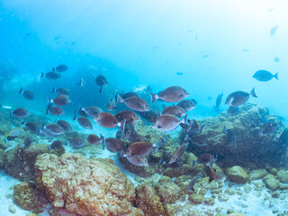 美しいニザダイ（ニザダイ科）、メジナ（イスズミ科）他の群れ
英名学名：Sawtail (Prionurus scalprum) Largescale Blackfish, Girella punctata
静岡県伊豆半島賀茂郡南伊豆町中木ヒリゾ浜2024年
