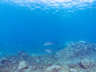 キビナゴの大群を襲う迫力あるカンパチ（アジ科）の群れ。
英名学名：Greater Amberjack (Seriola dumerili)
Silver-Stripe Round Herrings (Spratelloides gracilis)
美しいニザダイ（ニザダイ科）他の群れ。
英名学名：Sawtail (Prionurus scalprum)
静岡県伊豆半島賀茂郡南伊豆町中木ヒリゾ浜2
