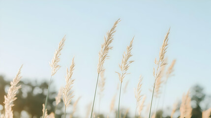 Obraz premium Grass Against Blue Sky, nature, field, meadow, outdoors, summer