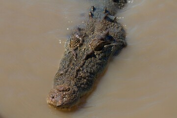 Crocodile in the water Northern Territory Australia