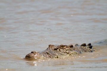 Crocodile in the water Northern Territory Australia