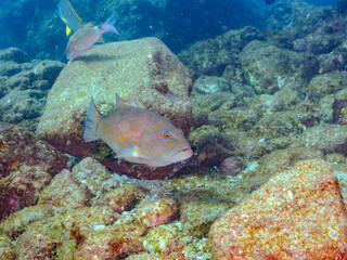 美しく大きなスジアラ（ハタ科）。
英名学名：Red-spotted rockcod, Blue spotted grouper, Plectropomus leopardus,
静岡県伊豆半島賀茂郡南伊豆町中木ヒリゾ浜2024年
