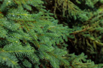 The freshness of the coniferous forest. Raindrops on a spruce branch in sunny weather. Custom Christmas background. Warm winter holiday concept. Global warming concept.
