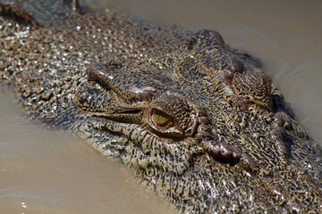 Close up of a Crocodile swimming in Adelaide River Northern Territory Australia