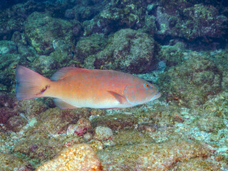 美しく大きなスジアラ（ハタ科）。
英名学名：Red-spotted rockcod, Blue spotted grouper, Plectropomus leopardus,
静岡県伊豆半島賀茂郡南伊豆町中木ヒリゾ浜2024年
