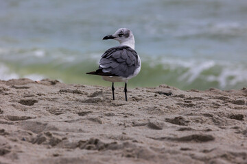 seagull on the beach