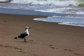 seagull on the beach