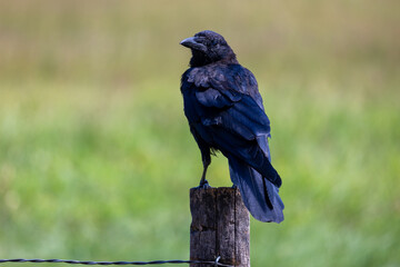 crow on a fencepost