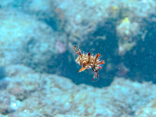 可愛いオビテンスモドキ（ベラ科）の幼魚他。
英名学名：Rockmover wrasse, Novaculichthys taeniourus

静岡県伊豆半島賀茂郡南伊豆町中木ヒリゾ浜2024年
